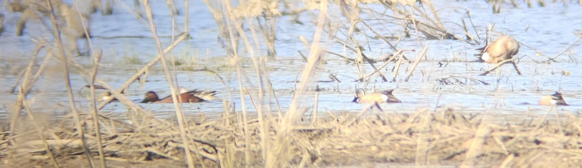 Cinnamon Teal - ML632378373