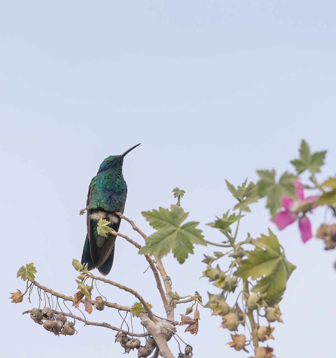 Sparkling Violetear - ML632378430