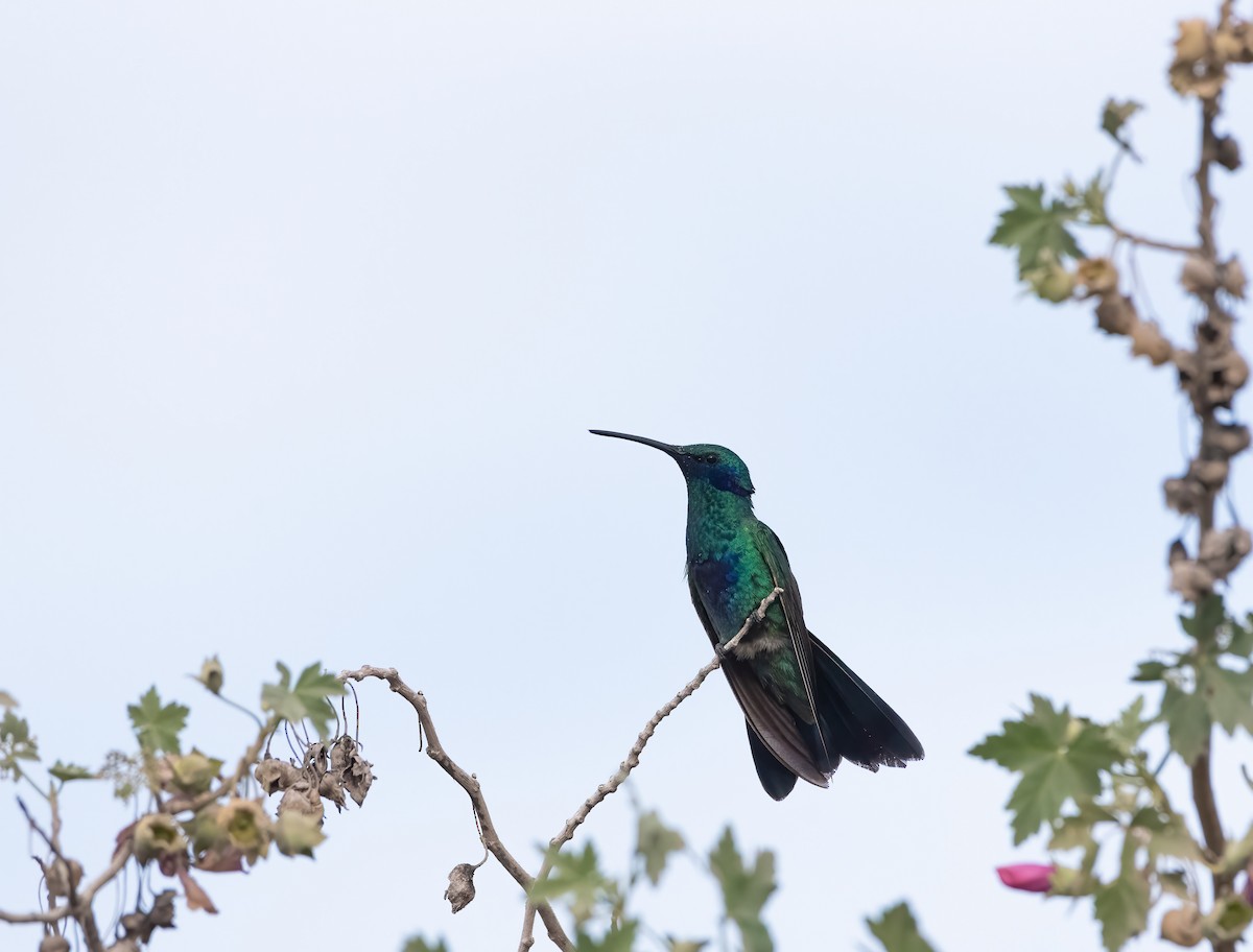 Sparkling Violetear - ML632378431