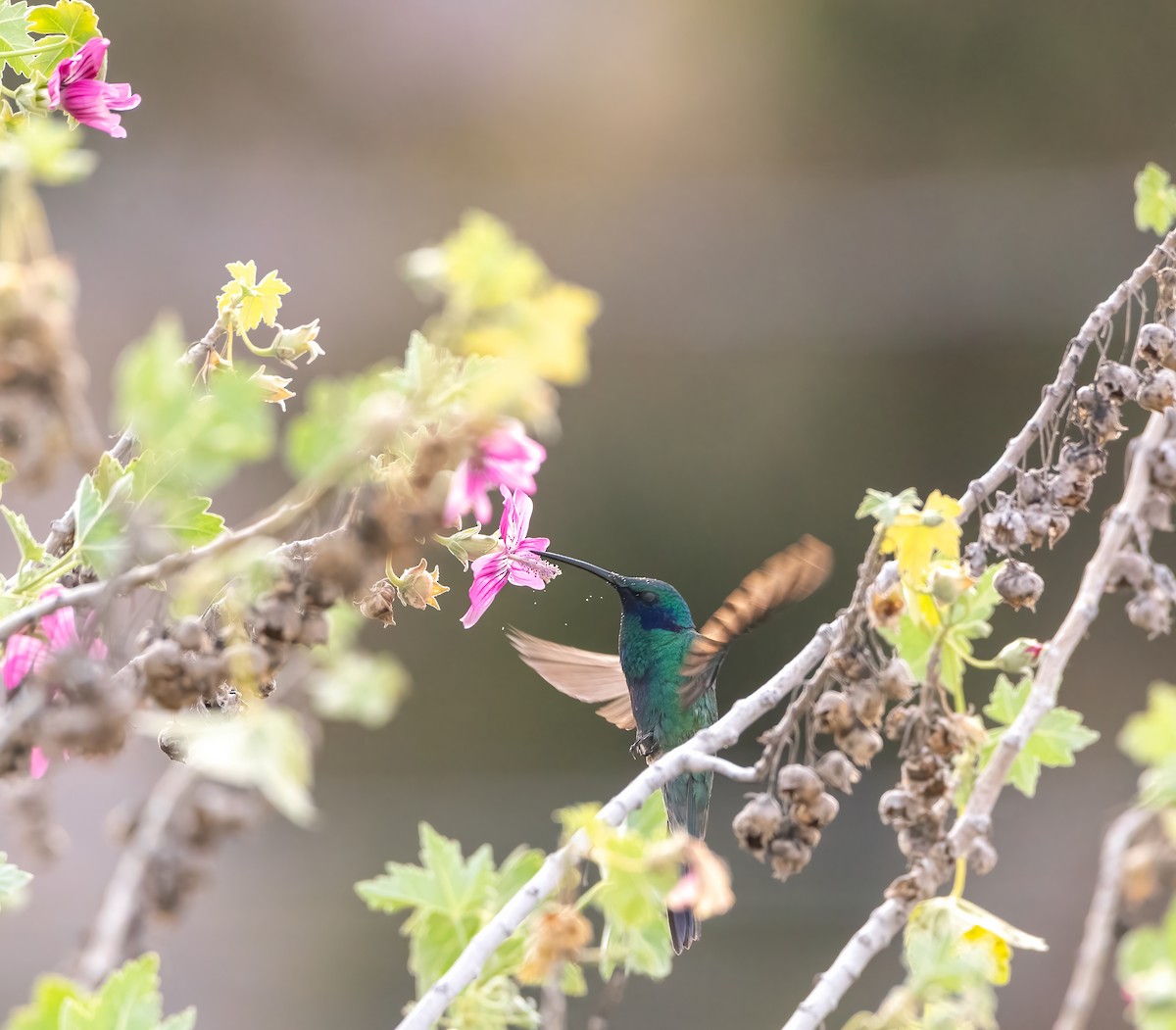 Sparkling Violetear - ML632378432