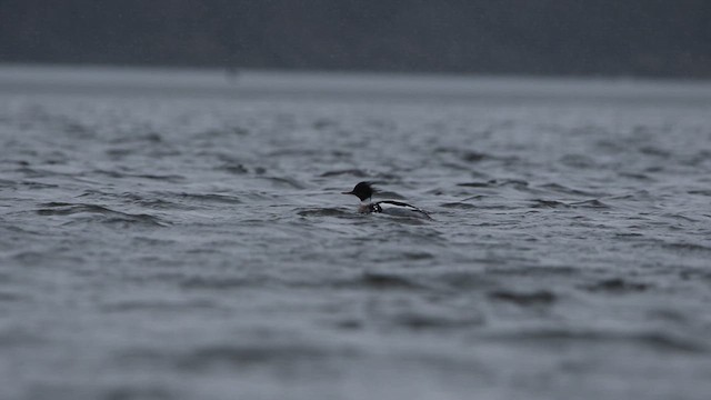 siland - ML632378453