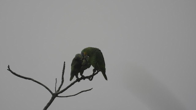 キソデボウシインコ - ML632378511