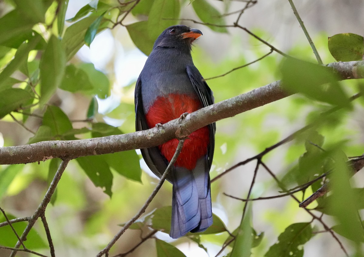 Gri Kuyruklu Trogon - ML632378552