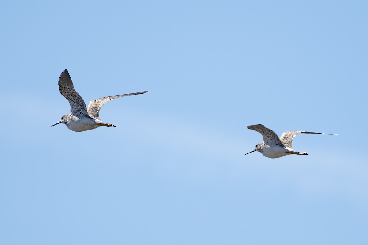 Greater Yellowlegs - ML632378617