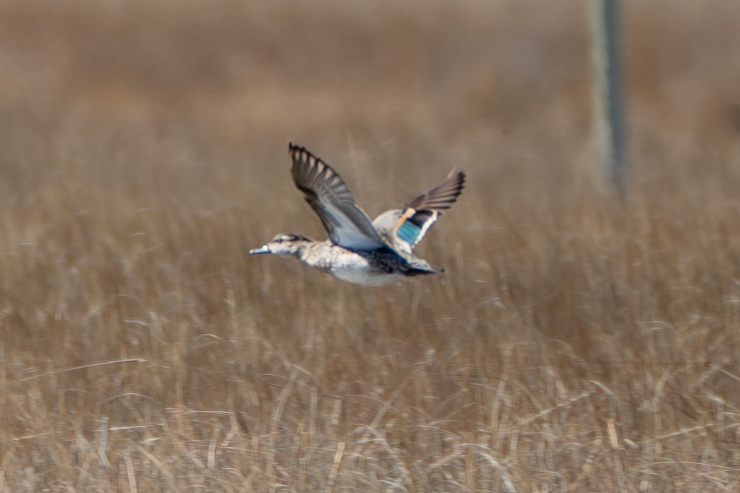 Green-winged Teal (American) - ML632378628