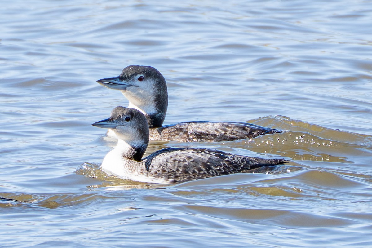 Common Loon - ML632378633