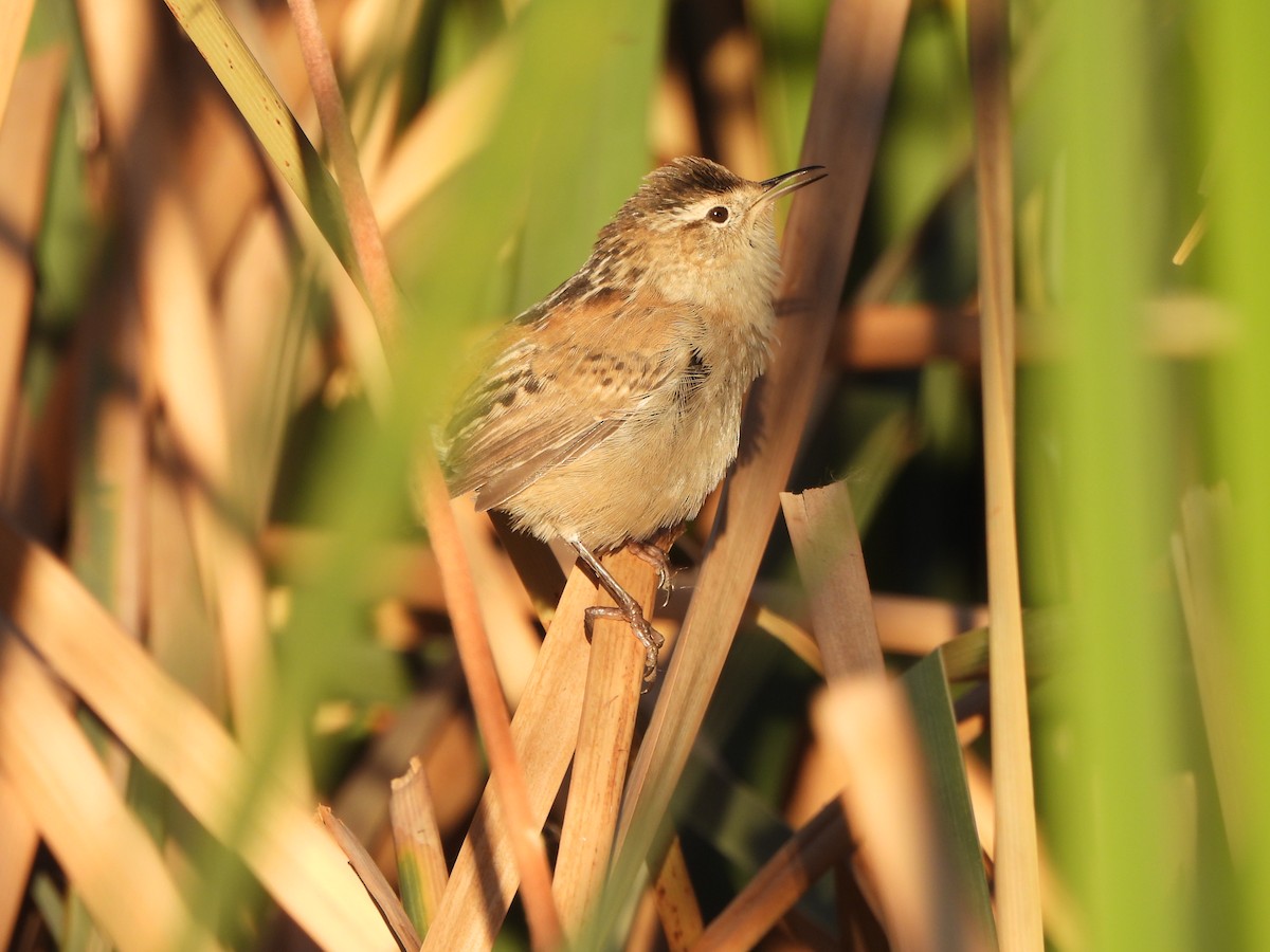 Marsh Wren - ML632378665