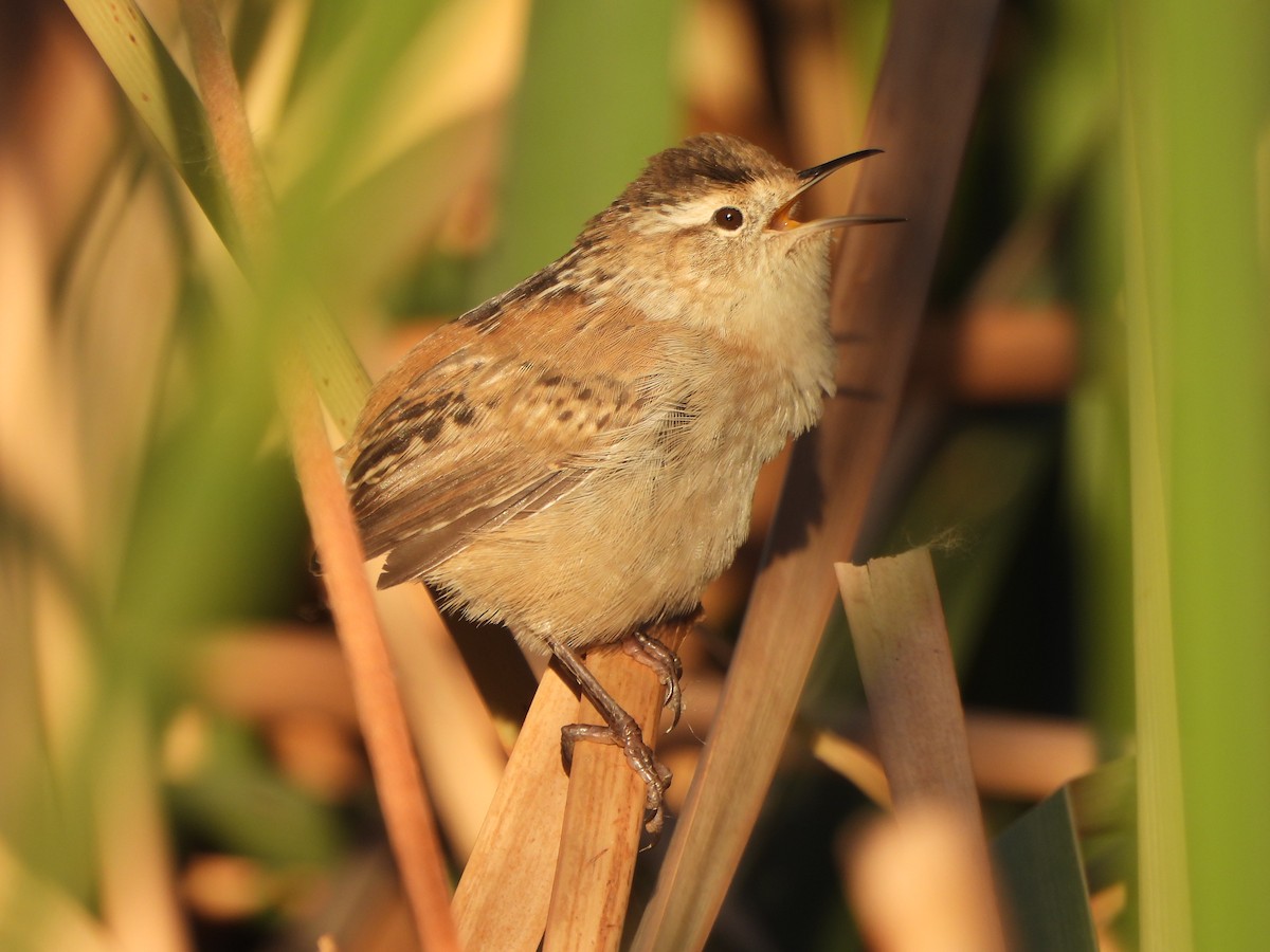 Marsh Wren - ML632378671