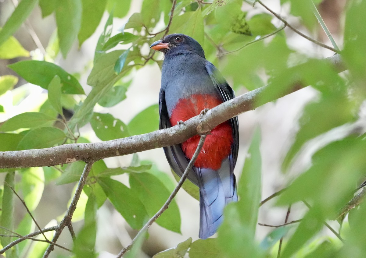 Gri Kuyruklu Trogon - ML632378712