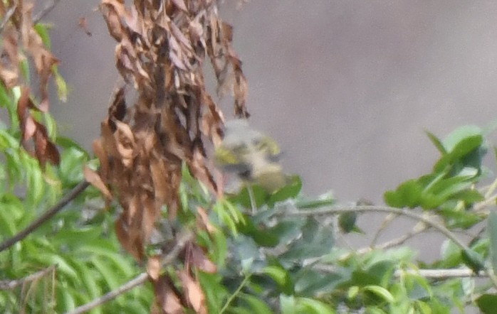 Red-shouldered Cuckooshrike - ML632378769