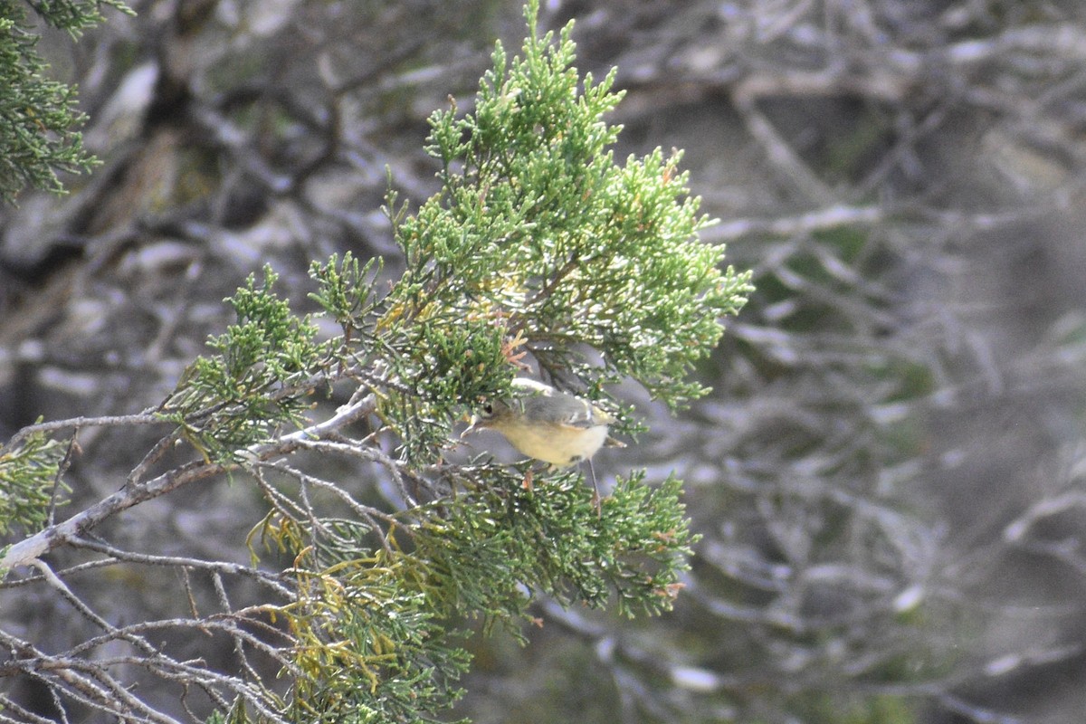 Ruby-crowned Kinglet - Anya L
