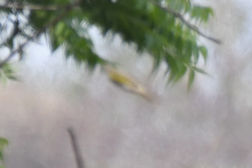 Red-shouldered Cuckooshrike - ML632378783
