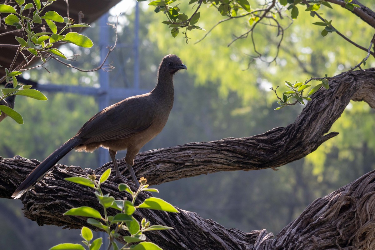 Plain Chachalaca - Lucas Pittman