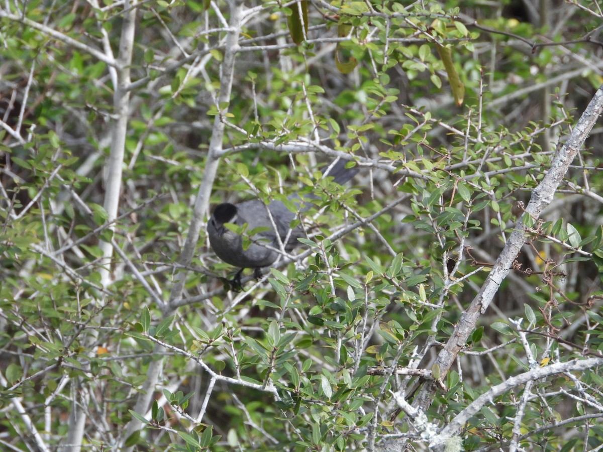 Gray Catbird - ML632378819