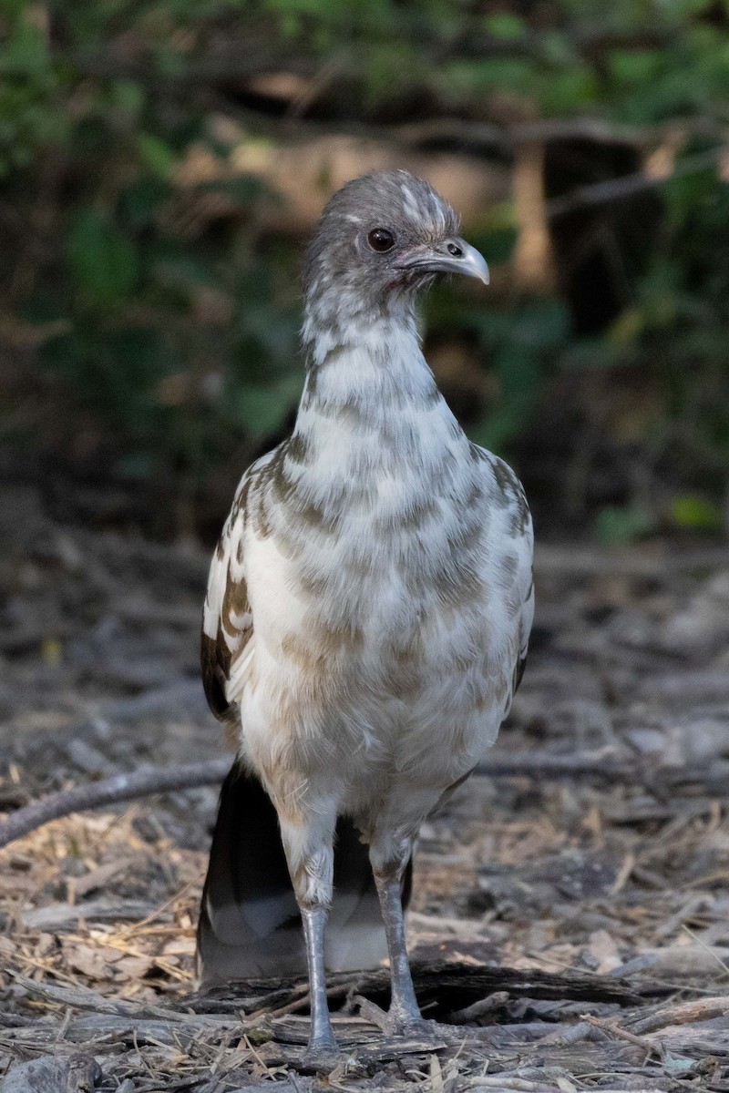 Plain Chachalaca - Lucas Pittman