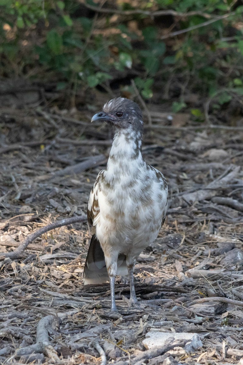 Plain Chachalaca - Lucas Pittman