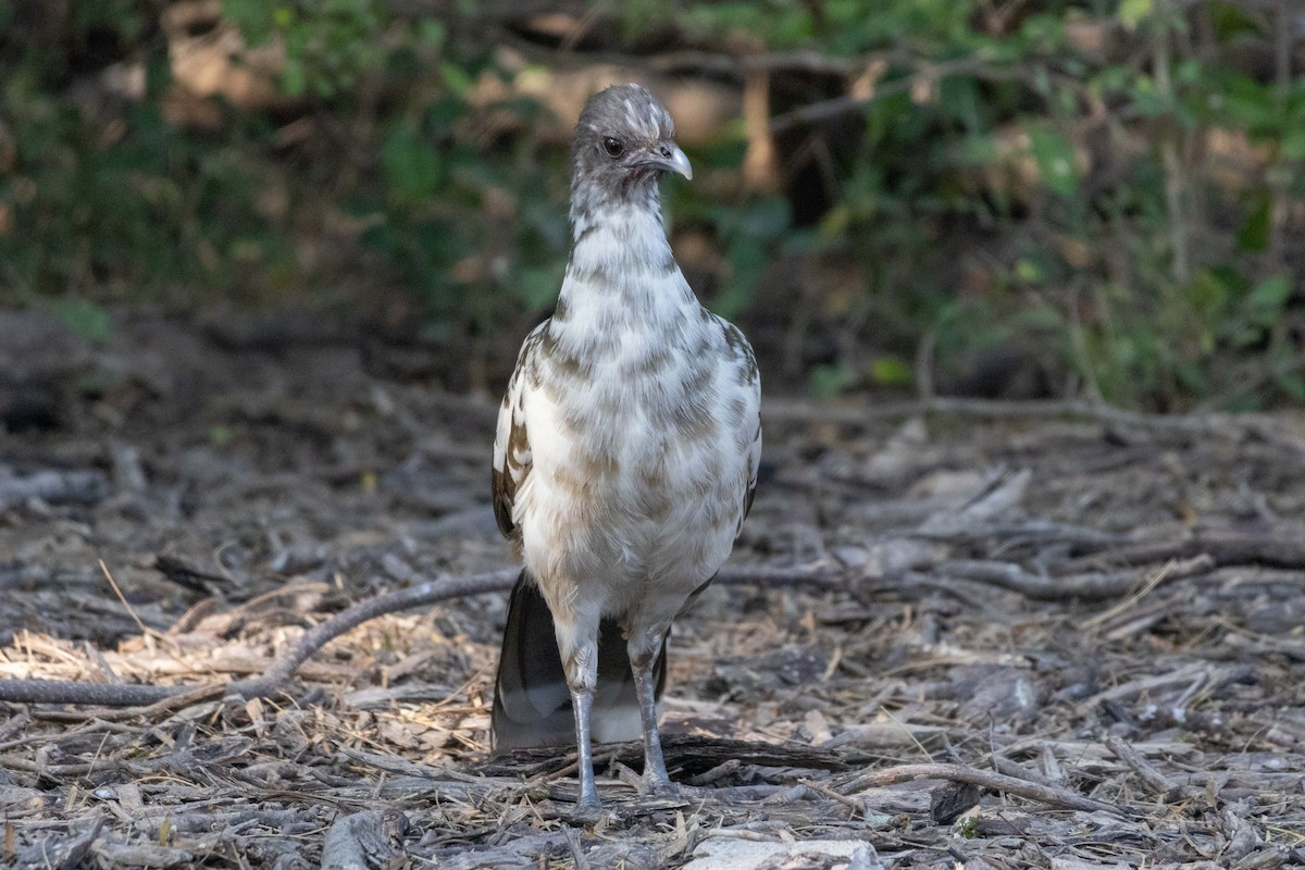 Plain Chachalaca - Lucas Pittman