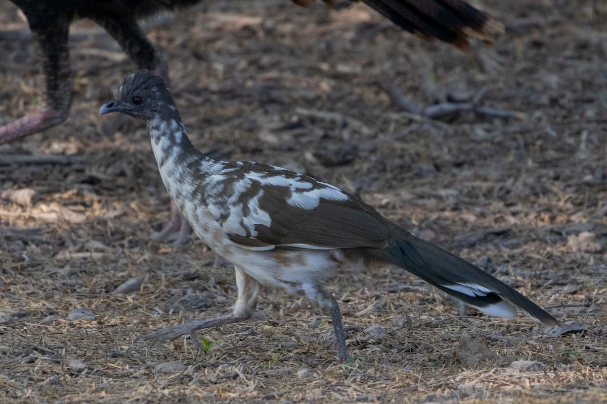 Plain Chachalaca - Lucas Pittman