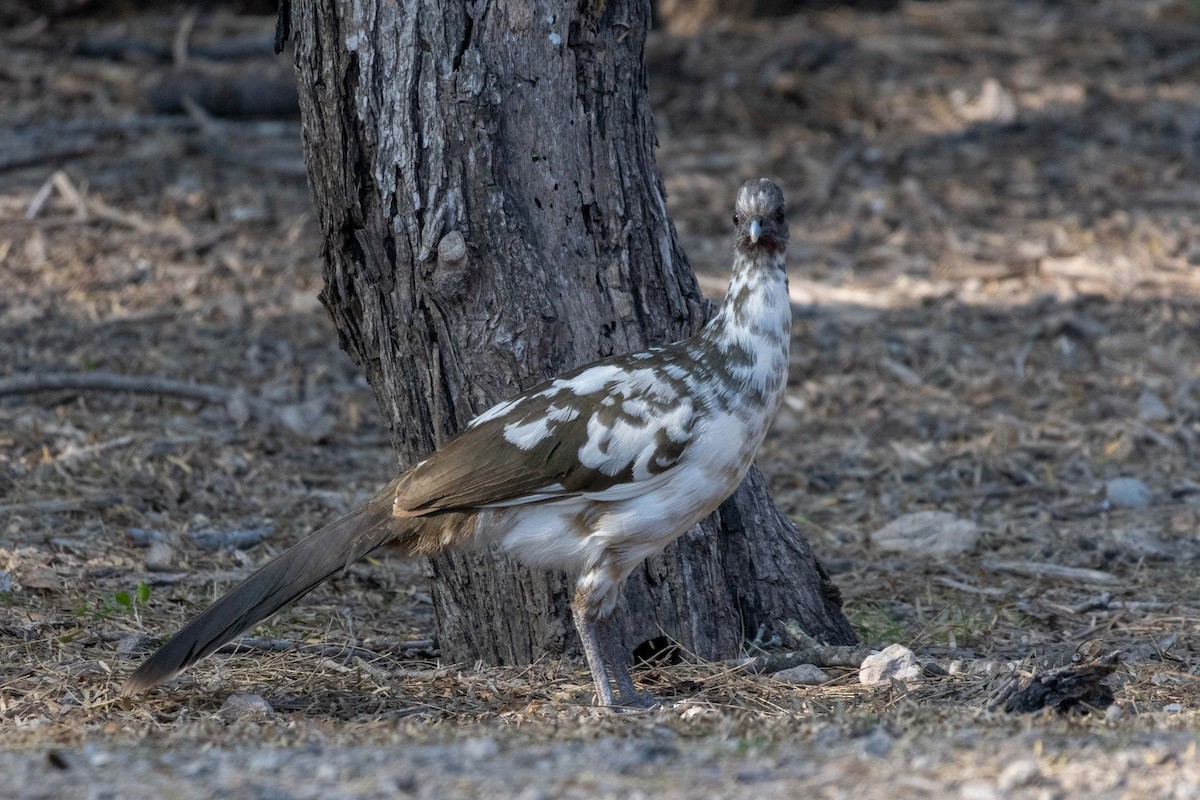 Plain Chachalaca - Lucas Pittman