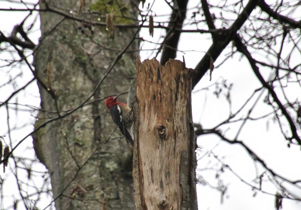 Red-breasted Sapsucker (ruber) - ML632378857
