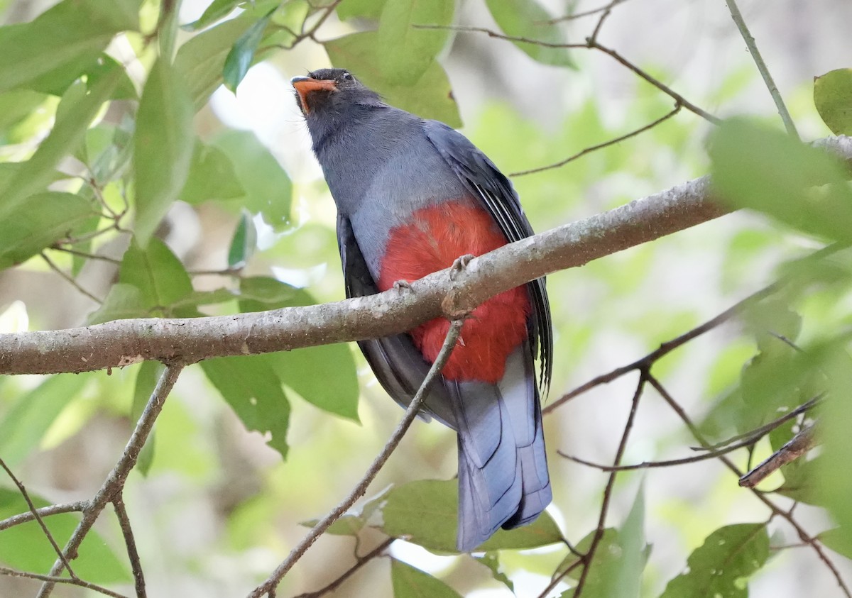 Gri Kuyruklu Trogon - ML632378893