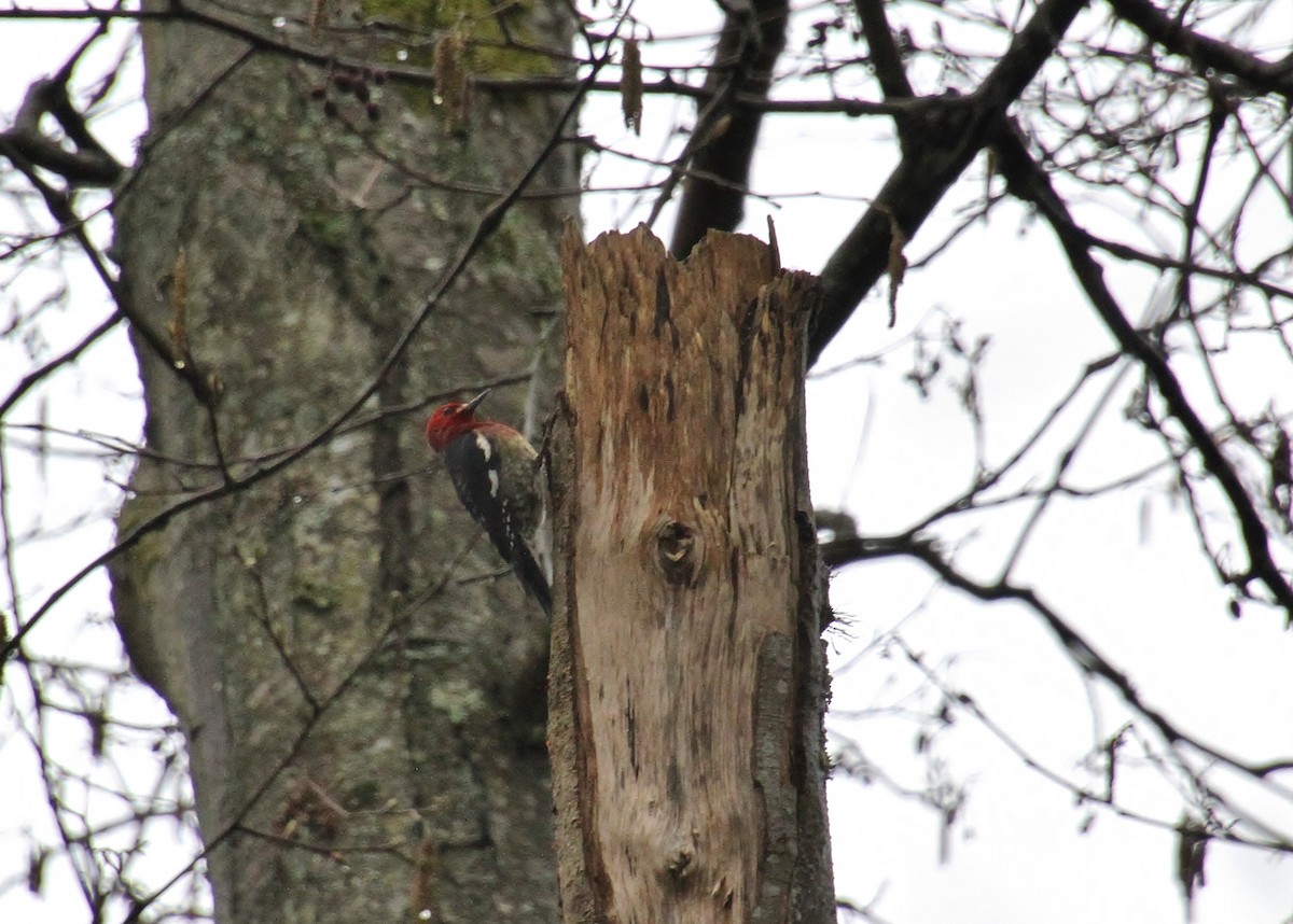 Red-breasted Sapsucker (ruber) - ML632378934