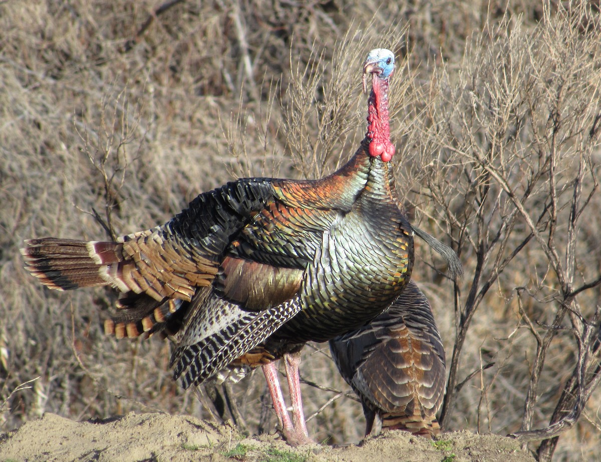 Wild Turkey - ML632378990