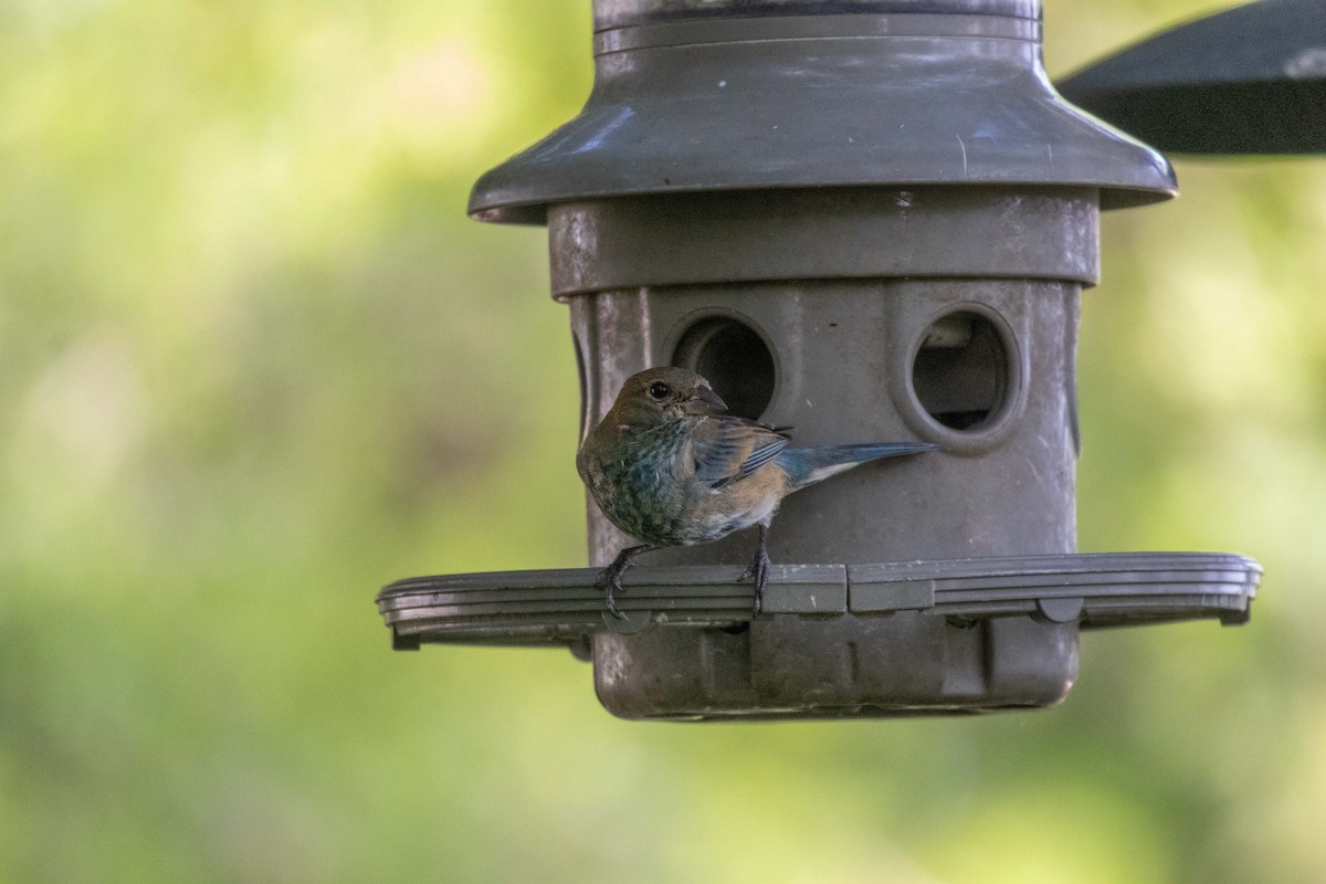 Indigo Bunting - ML632379098