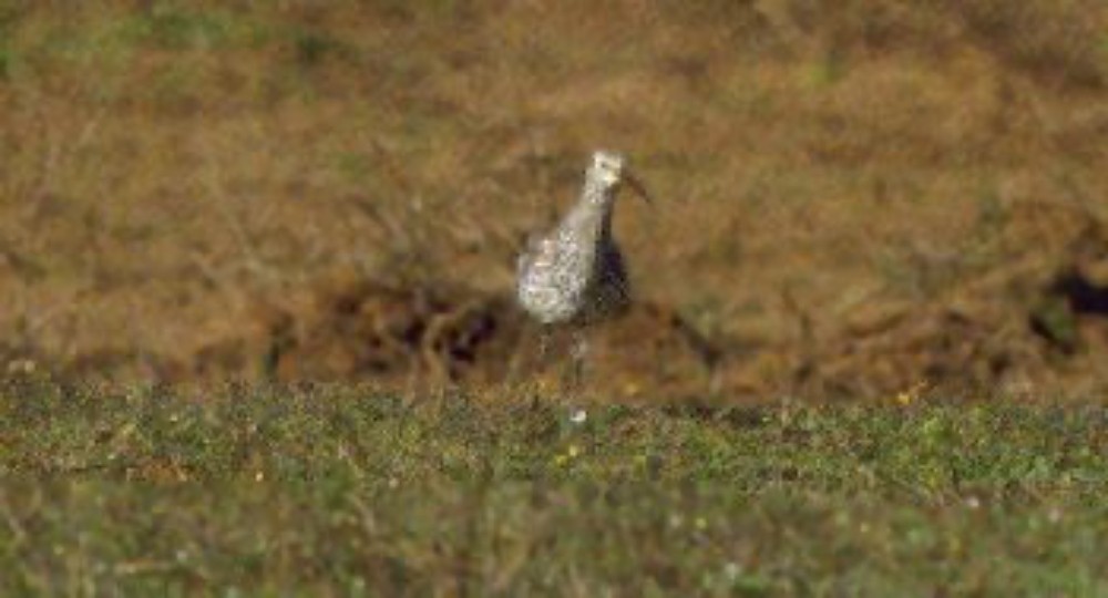 Courlis à bec grêle - ML632379289