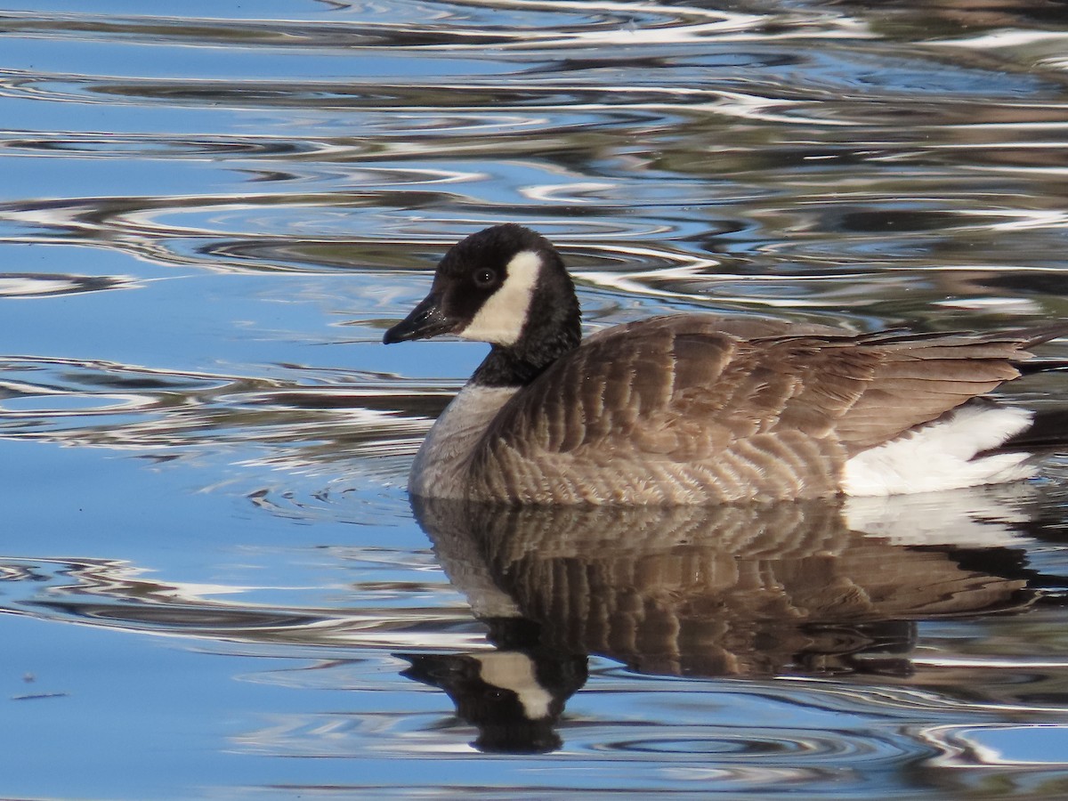 Cackling Goose (Richardson's) - ML632379303