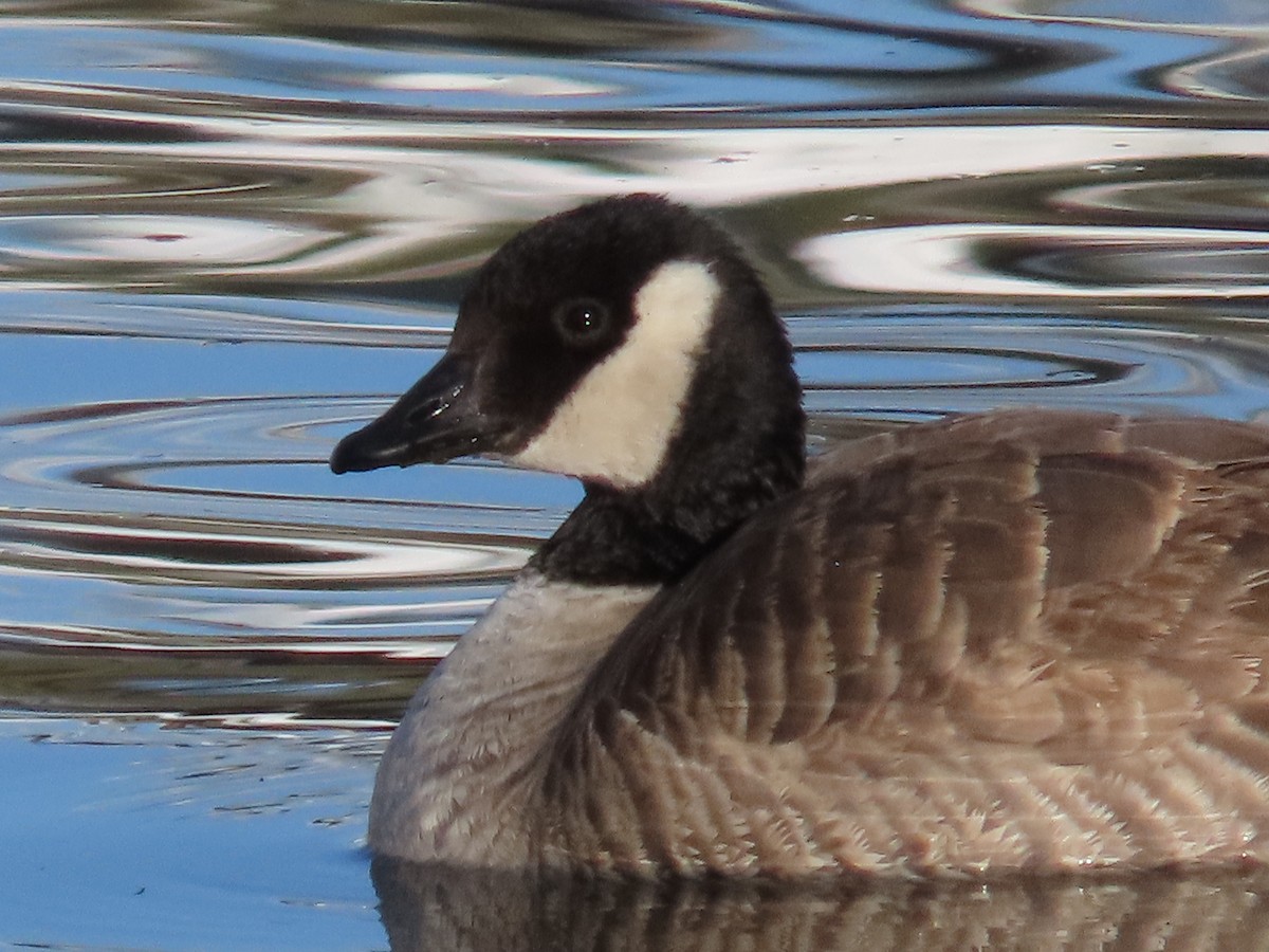 Cackling Goose (Richardson's) - ML632379307