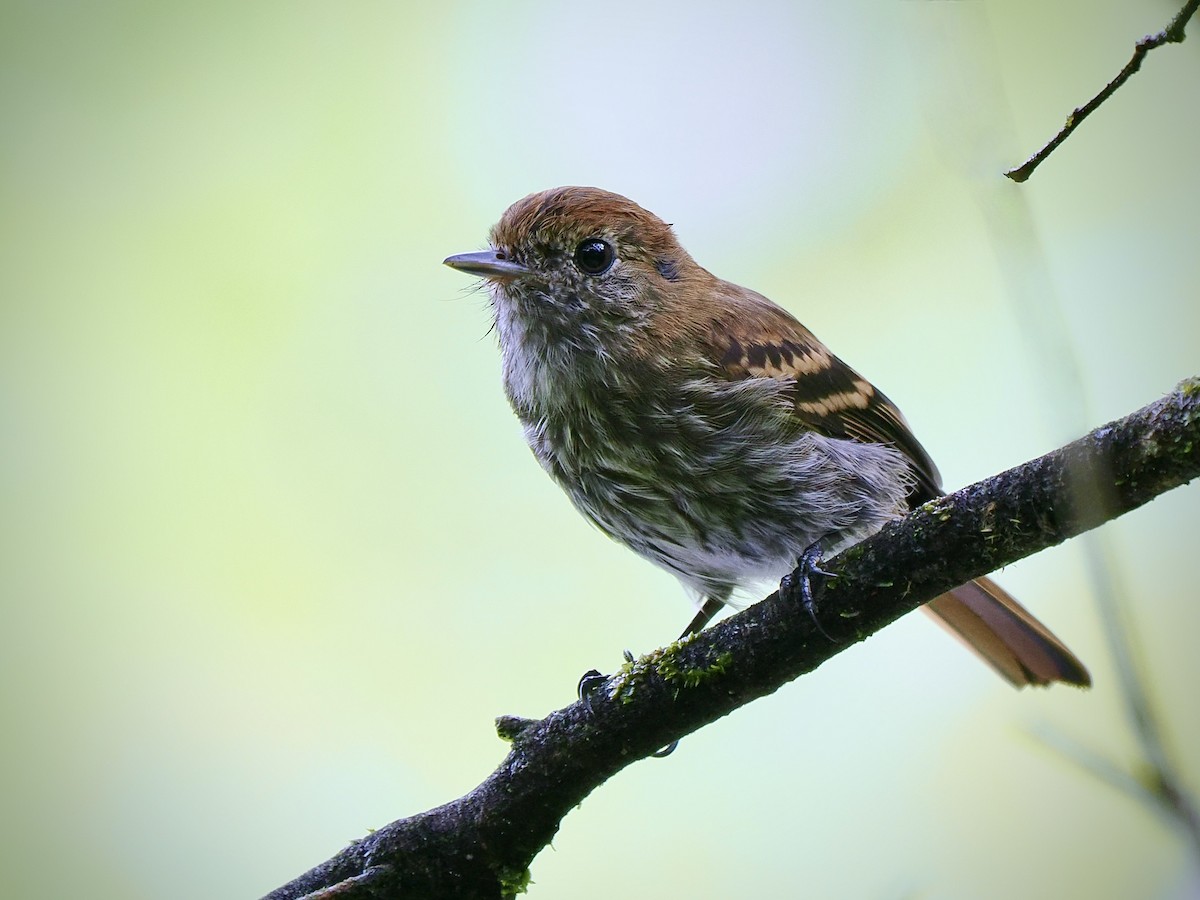 Blue-billed Black-Tyrant - Gabriel Willow