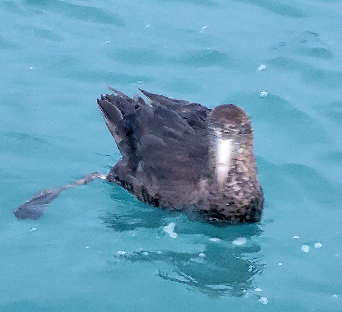 Northern Giant-Petrel - ML632379941