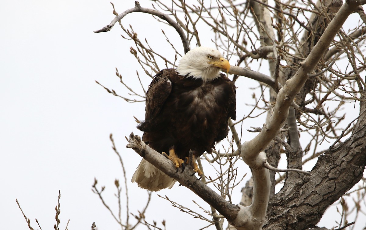 Bald Eagle - ML632379955