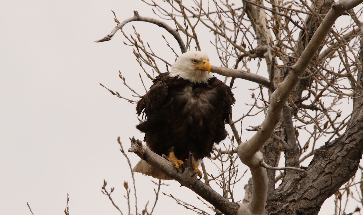 Bald Eagle - ML632379956