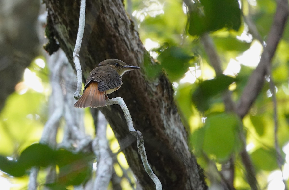 Tropical Royal Flycatcher (Northern) - ML632379985