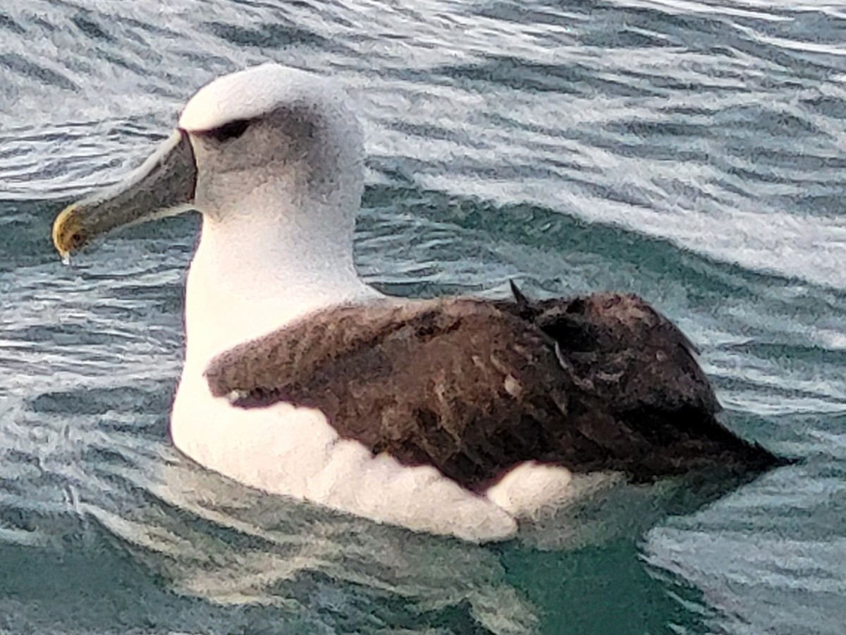 White-capped Albatross - ML632380004