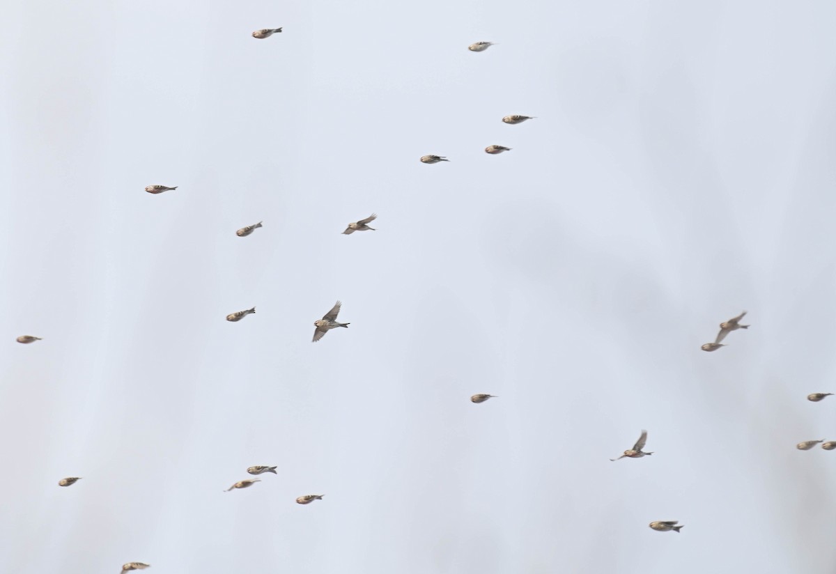 Sizerin flammé - ML632380013