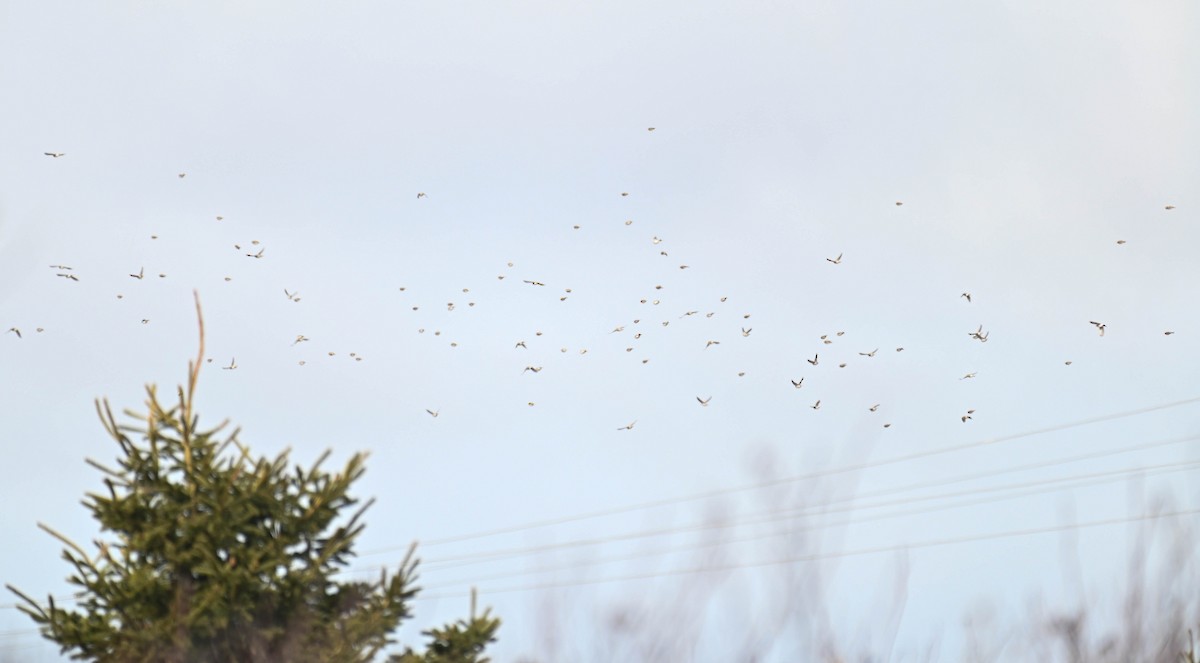 Sizerin flammé - ML632380014