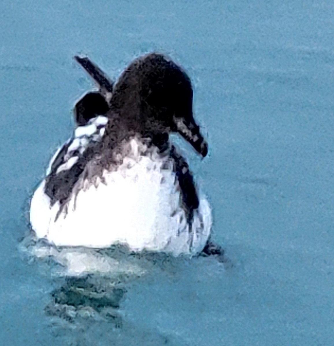 Pintado Petrel - ML632380022