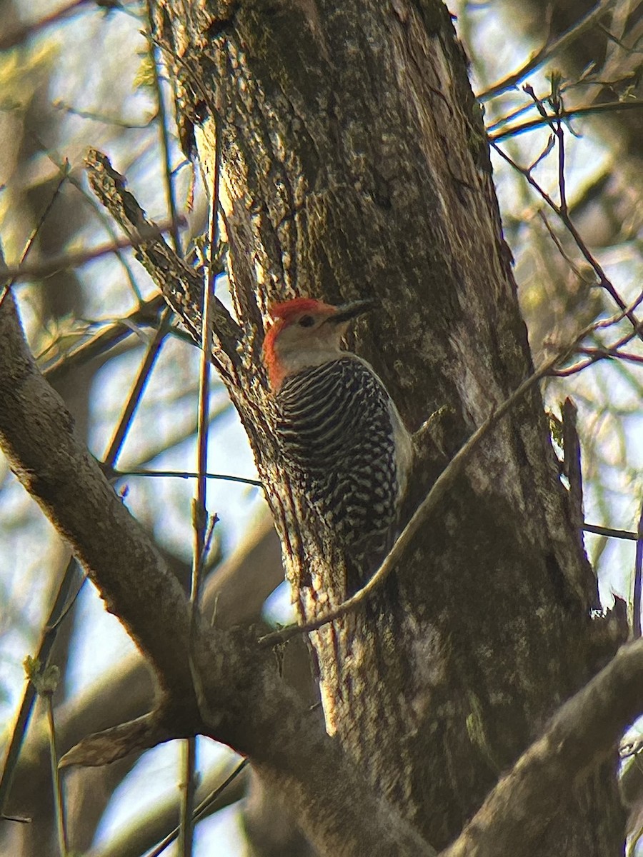 Red-bellied Woodpecker - ML632380257