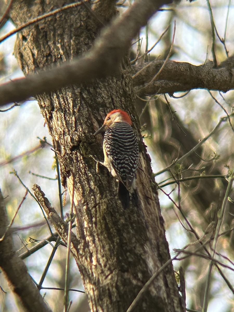 Red-bellied Woodpecker - ML632380258