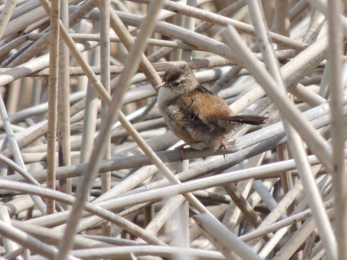 Marsh Wren - ML632380320