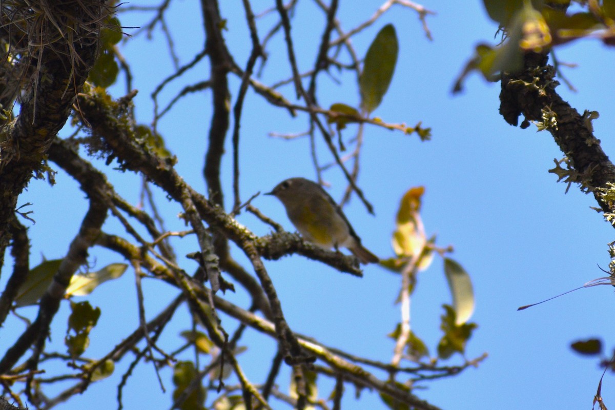 Ruby-crowned Kinglet - ML632380595