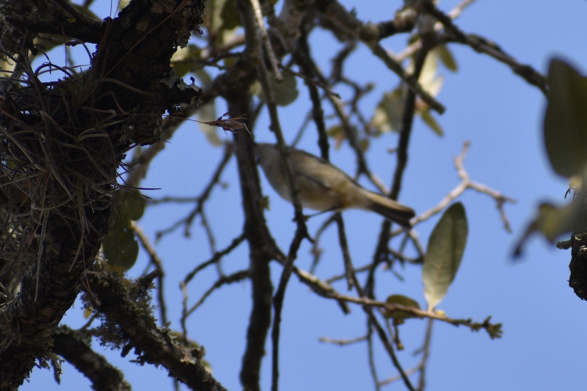 Ruby-crowned Kinglet - ML632380598