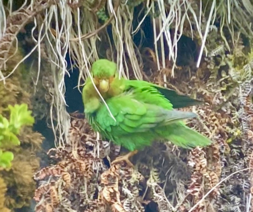 Rufous-fronted Parakeet - Camilo Orjuela-Barrera