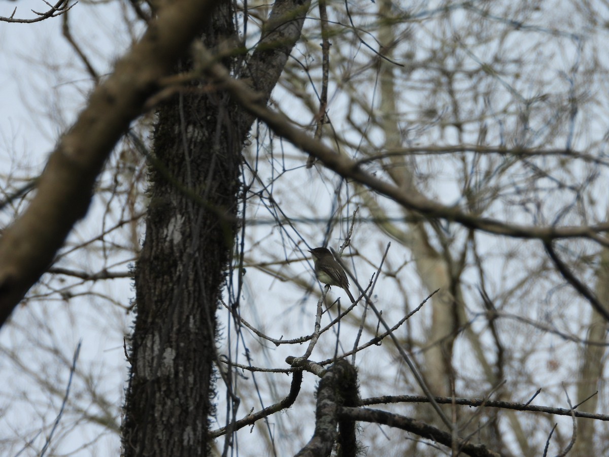 Ruby-crowned Kinglet - ML632380712