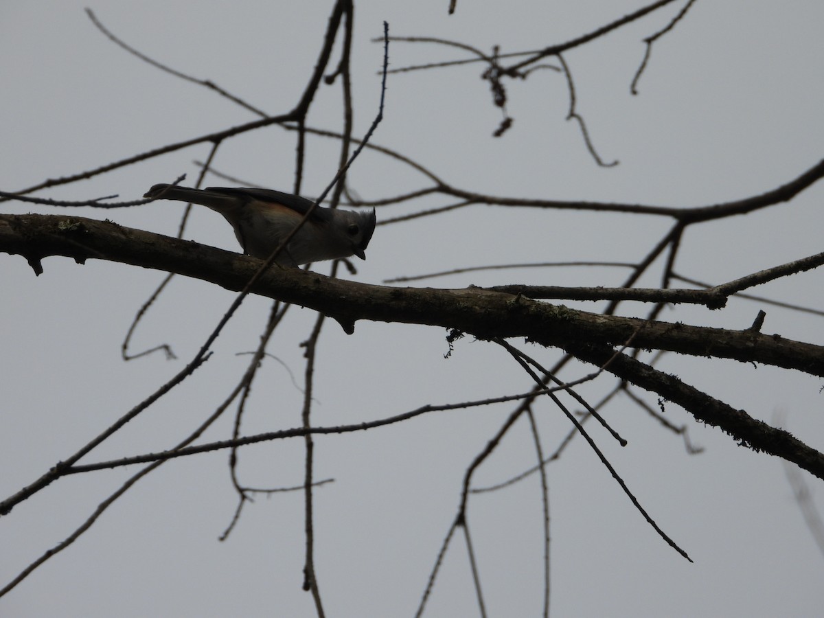 Tufted Titmouse - ML632380728