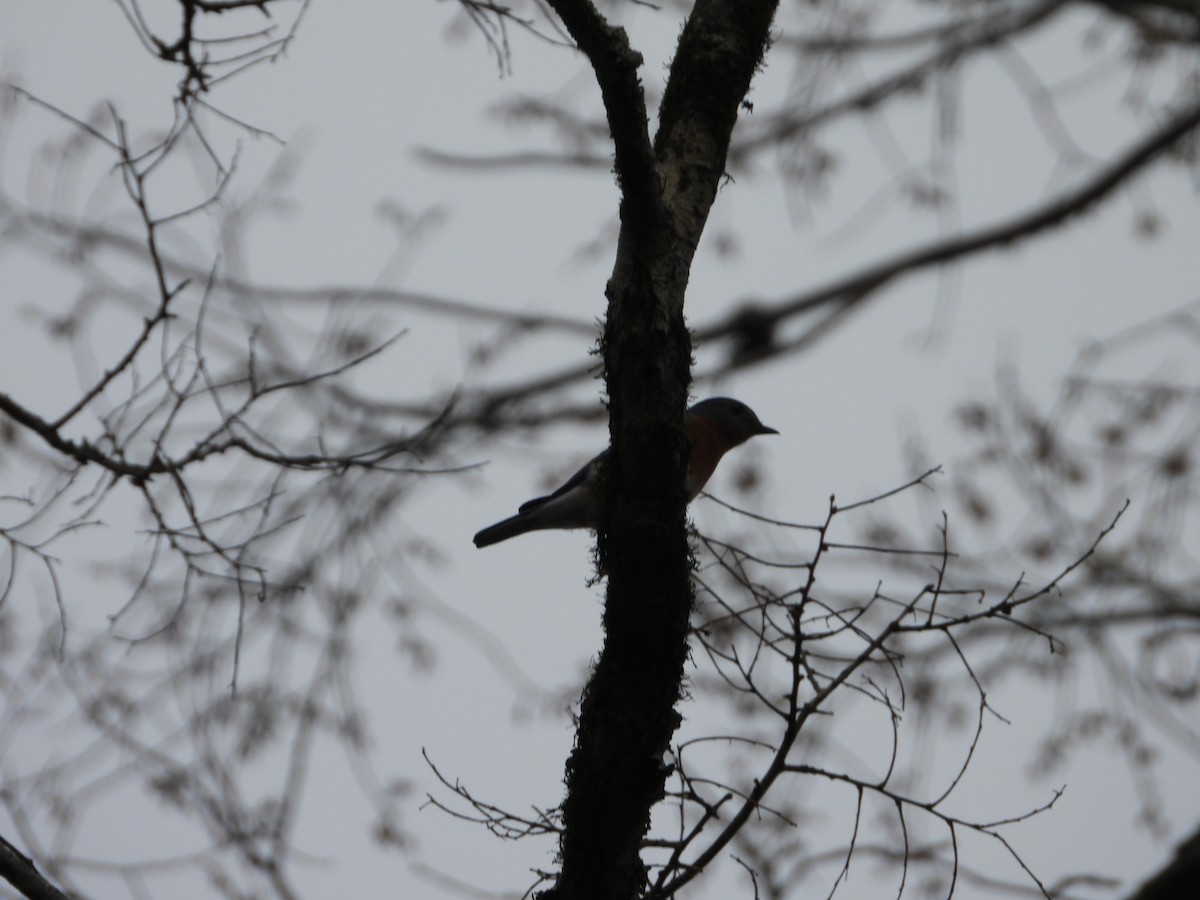 Eastern Bluebird - ML632380747