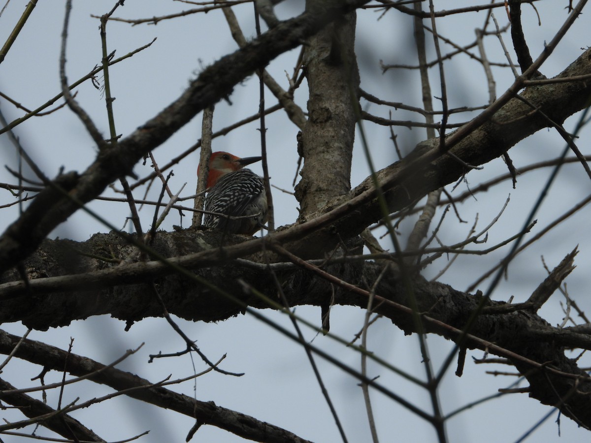 Red-bellied Woodpecker - ML632380769